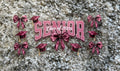 #12G Senior 26