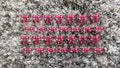 #27B Cherry Bows
