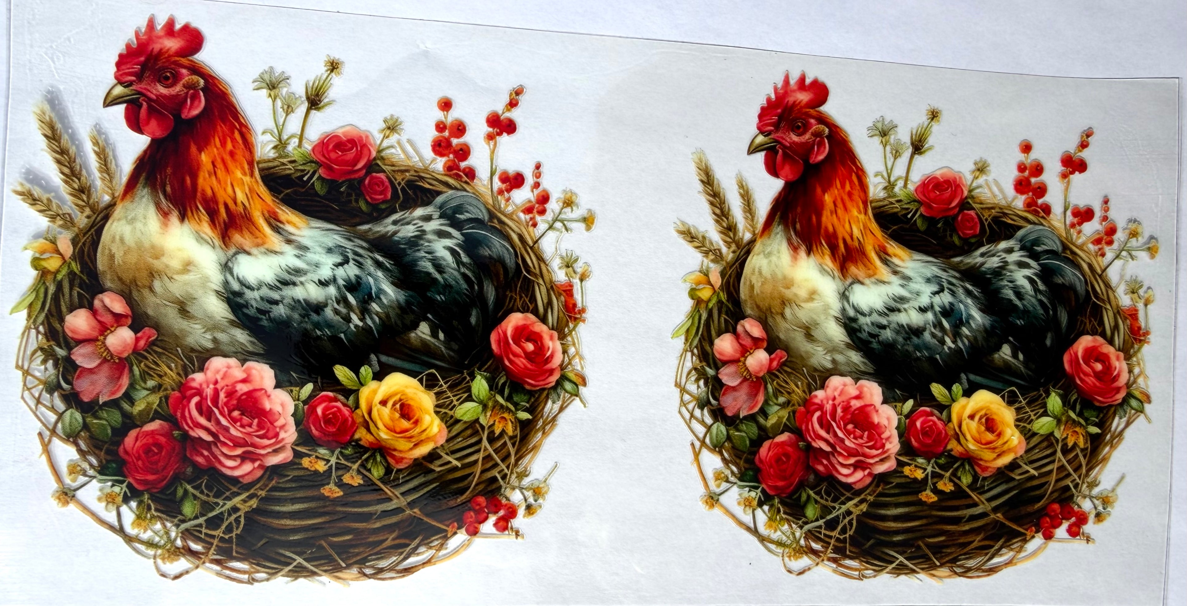 #22A Hens