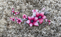 #45A Pink Flowers