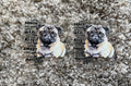 #54A Frenchie